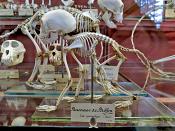 galerie de paleontologie et de anatomie comparee 12-2015 8274